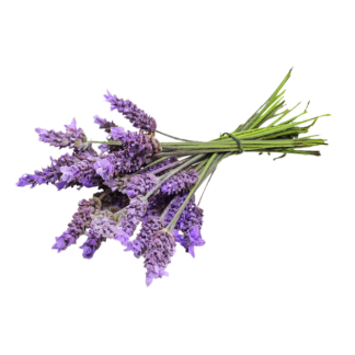 Lavanda