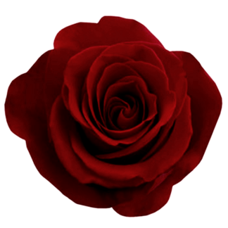 Rosa Vermelha, Red Rose