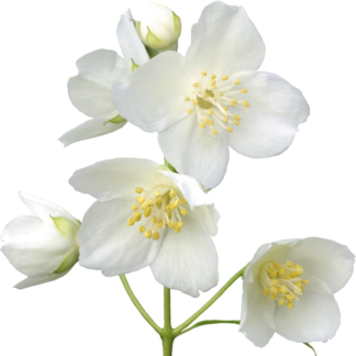 Flor de Jasmin