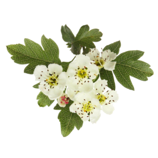 Espinheiro (hawthorn)