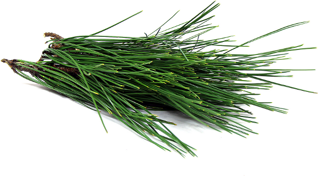 Pinho - pine needle