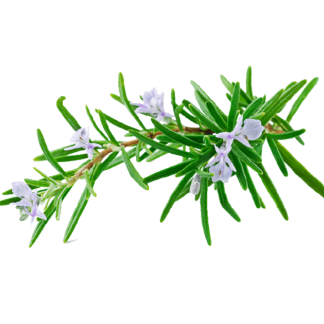 Alecrim (rosmarinus officinalis)