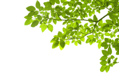 Folhas verdes