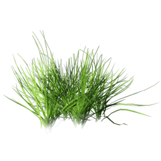 Grama (grass)