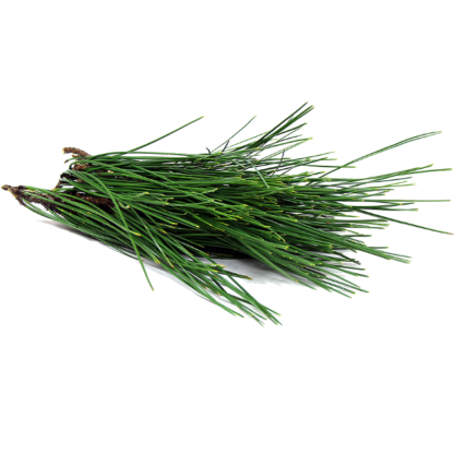 Pinho - Pine Needle