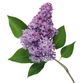 Flôr Lilas