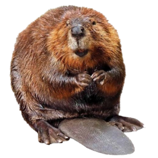 Castor - Beaver - Castoreum